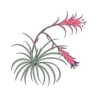 Stylish Tillandsia Display on Bright vector