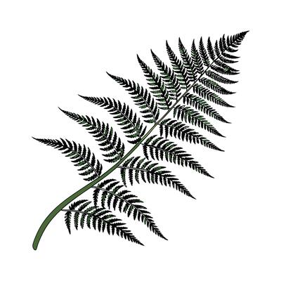 Stylish Tiger Fern Display on Bright