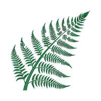 Elegant Tiger Fern in Bright Space vector