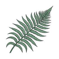 Charming Tiger Fern on Clean White vector