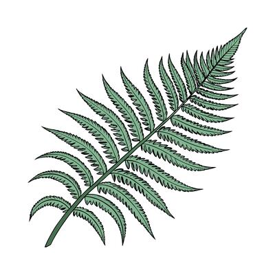 Charming Tiger Fern on Clean White