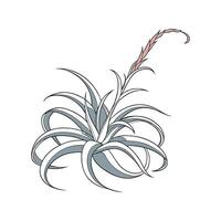 Elegant Tillandsia Xerographica in Bright Space vector