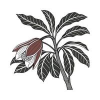 Charming Titan Arum on Clean White vector