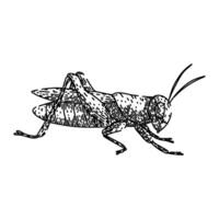 jumping grasshopper sketch hand item drawn vector
