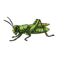 jumping grasshopper sketch item hand drawn vector