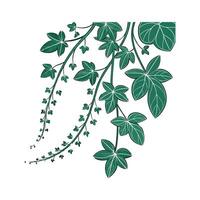 Charming Trailing Jade on Clean White vector