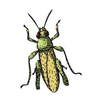 insect grasshopper item sketch hand drawn vector