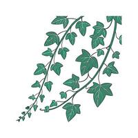 Beautiful Trailing Jade on Clean White vector