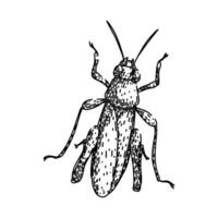 insect item grasshopper sketch hand drawn vector