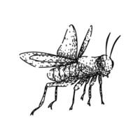 orthoptera grasshopper item sketch hand drawn vector