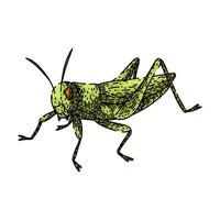 antennae grasshopper sketch item hand drawn vector