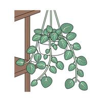 Charming Peperomia Prostrata on Clean White vector