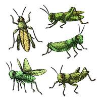 grasshopper set sketch item hand drawn vector