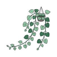 Elegant Peperomia Prostrata Display on Bright vector