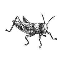antennae grasshopper sketch hand item drawn vector