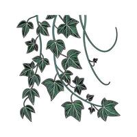 Stylish Trailing Jade Display on Bright vector