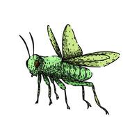 orthoptera grasshopper item sketch drawn vector