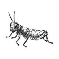 herbivore grasshopper sketch hand drawn item vector