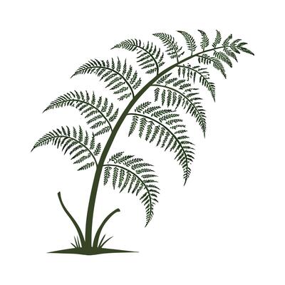 Elegant Tree Fern in Bright Space