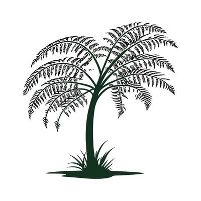 Beautiful Tree Fern on Clean White