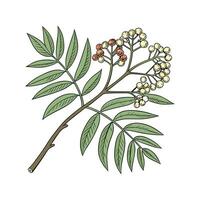 Stylish True Acacia Display on Bright vector
