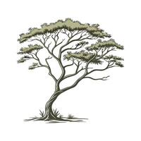 Elegant True Acacia in Bright Space vector