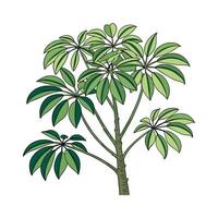 Beautiful Schefflera Display on Bright vector