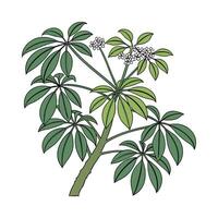 Stylish Schefflera Display on Bright vector