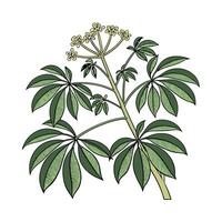 Beautiful Schefflera Plant on Clean White vector
