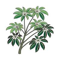 Elegant Schefflera on Clean White vector