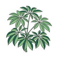 Charming Schefflera Plant Display on Bright vector