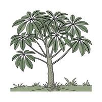 Stylish Schefflera Actinophylla Display on Bright vector