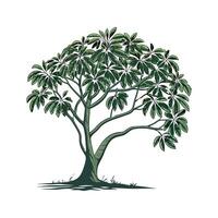 Beautiful Umbrella Tree on Clean White vector