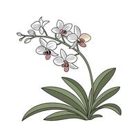 Stylish Vanda Orchid Display on Bright vector