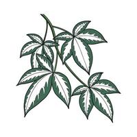Stylish Variegated Hoya Display on Bright vector