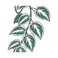 Beautiful Variegated Hoya on Clean White vector