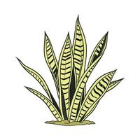 Charming Variegated Snake Plant on Clean White vector