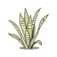 Stylish Variegated Snake Plant Display vector