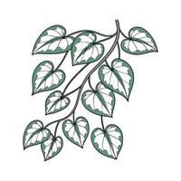 Beautiful Variegated String of Hearts Display vector
