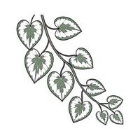 Variegated String of Hearts Plant Illustration vector