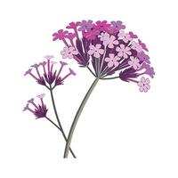Stylish Verbena Display on Bright vector
