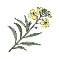 Stylish Wallflower Erysimum Display on Bright vector