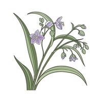 Charming Wandering Jew Display on Clean White vector