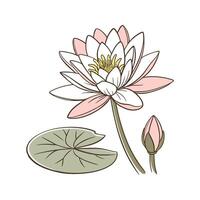 Beautiful Water Lily on Clean White vector