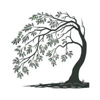 Weeping Fig Ficus on White Background vector