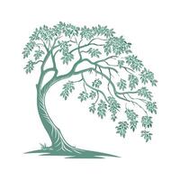 Ficus Benjamina Weeping Fig on White Background vector