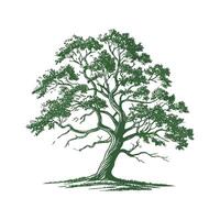 Quercus Oak Tree on White Background vector
