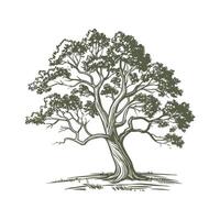 Quercus White Oak on White Background vector