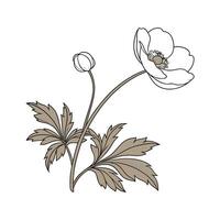 Windflower Anemone on White Background vector