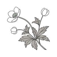 Anemone on White Background vector